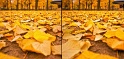 Terre d'Automne

<i>Stereo Realist 3.5
© Jiyoné 2010</i>