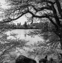 <i>Rolleiflex 3.5E, Ilford Delta 400 pro 120, 1/500e, f:16
 Caffenol CL semi stand 70'
© Jiyoné 2012</i>